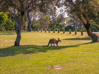 Kangaroo In the Shade Between Two Trees