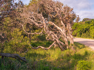 Tree with Many Branches and Grass