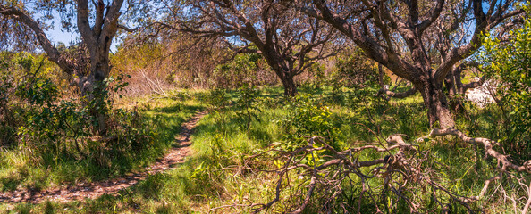 Panorama of a Tree Grove on a Sunny Day