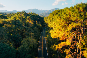 Aerial view of roads and forest in the evening; environmentally friendly travel and transportation.