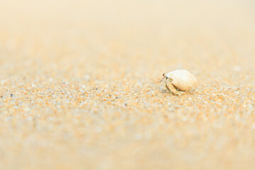 Close up of Hermit crab on sand beach 