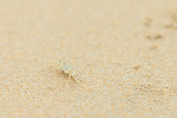 Close up of  Ghost Crab or Horn-eyed ghost crab on sand beach