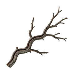 Natural twisted branch forest nature isolated on transparent background