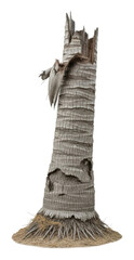 Decaying palm tree details nature isolated on transparent background