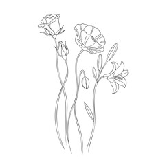 Delicate line of rose poppy and lily flowers with buds on white background