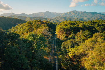 Aerial view of roads and forest in the evening; environmentally friendly travel and transportation.