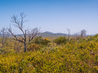 View of Mountain through the trees