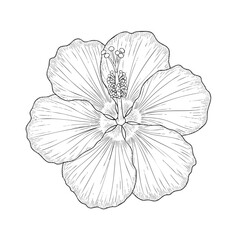 Detailed black and white line of a hibiscus flower with visible stamen and pistil botanical line botanical stamen