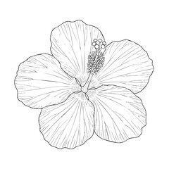 Detailed black and white line of a hibiscus flower with visible inner structure petals line botanical
