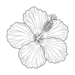 Detailed black and white line of a hibiscus flower with visible stamens and petals