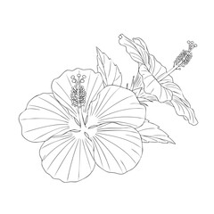 Detailed line of a hibiscus flower with visible stamens and pistils line botanical plant petals