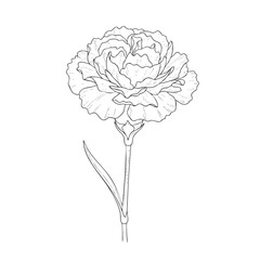 Detailed line of a single carnation flower with visible petals and stem line petals botanical