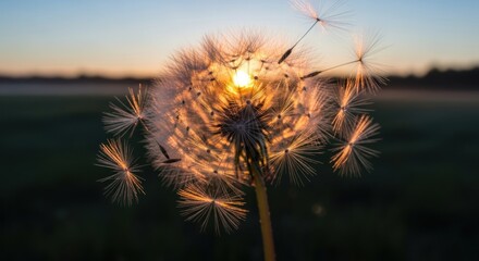 Obraz premium Close up of a dandelion seed head backlit by the setting sun.