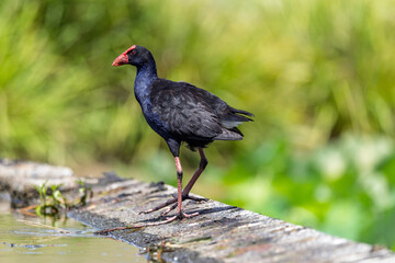 Close up of an Australian Swamphen against soft green diffused background  at Mount Penang, NSW, Australia