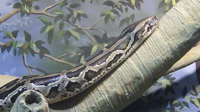 Exotic python snake in the wild