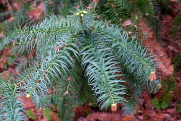 Branch of Cunninghamia lanceolata &nbsp;(Chinese fir). Sirius. Krasnodar Krai. Russia