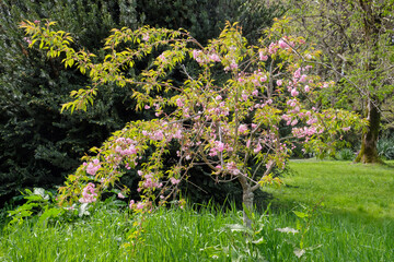 Beautiful pink cherry blossom in spring. Sirius. Krasnodar Krai. Russia