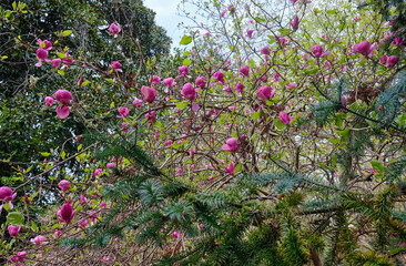 The branches with large pink blooming flower of Magnolia soulangeana (Magnolia denudata)