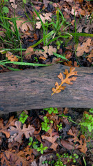 golden oak leaf rests on a weathered log amidst a forest floor of damp leaves