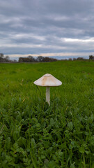 A lone white mushroom stands tall in a lush green field