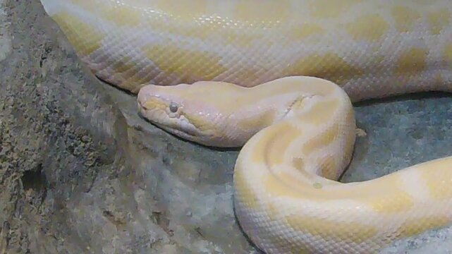 close up of a snake