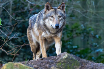 Ein Wolf in der Frontale vor einem Dickicht