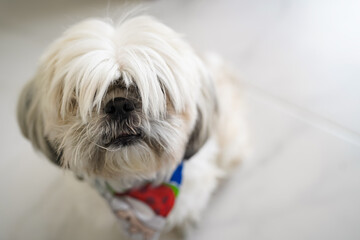 Shih Tzu dog looking up with long hair