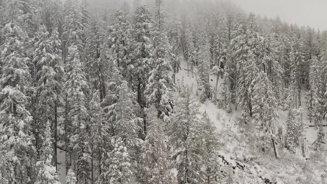 Slow-motion elevated aerial reveal of Twin Falls cascading through snow-covered gorge in Inyo National Forest, showcasing winter hydrologic power of the Sierra Nevada, California, United States