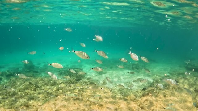 Underwater Scene of Schooling Saddled Seabream Fish Swimming Over Rocky Seabed in Turquoise Mediterranean Sea