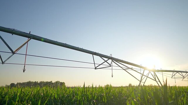 Irrigation pivot system waters corn field at sunset. Agriculture sprinkler irrigates crop farm. Farming equipment waters corn field. Pivot irrigation system in agricultural farmland at sunrise.