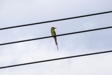 Minimalist shot of a colorful bird on power lines &mdash; green bee-eater with striking plumage stands out against pale sky, perfect for backgrounds or eco-themed visuals.