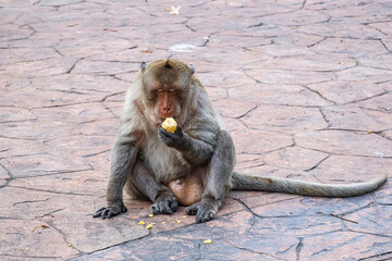 Dominant monkey eats corn with regal calm &mdash; close-up of Macaca fascicularis reveals strength, focus, and the unexpected humor of a wild king enjoying simple food.