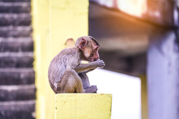 Young macaque (Macaca fascicularis) perched on yellow concrete post &mdash; focused expression as it nibbles food, capturing curiosity and urban wildlife charm.