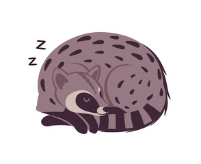 Civet cute palm animal sleeping pose. Agile, arboreal toddy cat, greyish colour, black spots musang funny tropical Asia, Africa creature, zoo, amazing wild life. Vector flat style cartoon illustration