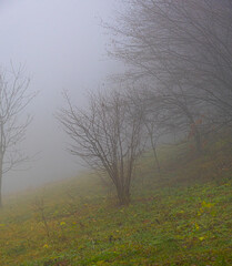 Tree in foggy mountain forest, Serbia