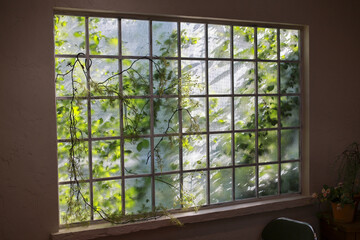 Serene interior view showing large rectangular window frame with lush green nature foliage and wild vine leaves growing outside glass pane creating peaceful atmosphere inside room with dim light