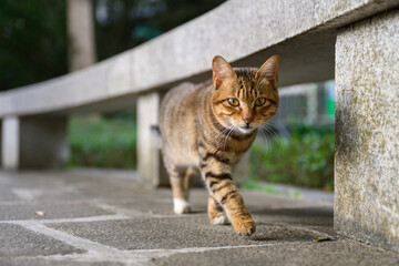 Fototapeta premium The cat is taking a stroll in the park.