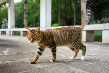 The cat is taking a stroll in the park.