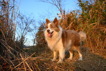 Brown Border Collie, outdoor photography