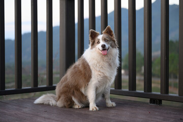 Brown Border Collie, outdoor photography