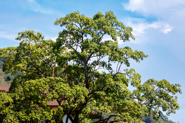 Fototapeta premium A large tree with green leaves is in the foreground