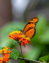 Obraz premium A vibrant orange butterfly perched on a cluster of orange flowers