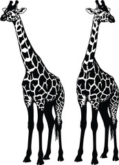 Obraz premium Giraffe illustration vector set, black and white animal icons, African wildlife artwork, standing giraffes, isolated design, nature clipart