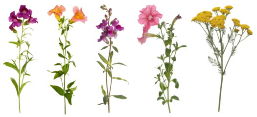 Collection of Various Flowers on White Background