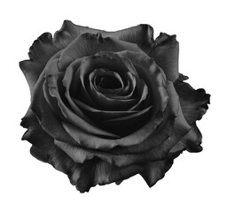 Black Rose on White Background