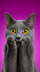 Surprised gray cat with wide yellow eyes covering its mouth with paws against a vibrant pink background.
