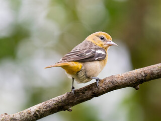 Fototapeta premium Baltimoretrupial (Icterus galbula)