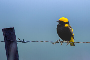 South African birds - yellow-crowned bishop perched on a barbwire fence next to a grassland