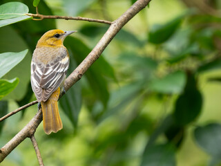 Baltimoretrupial (Icterus galbula)