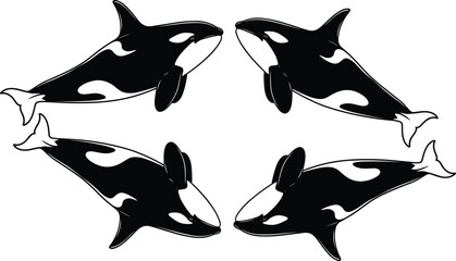 Orca silhouettes, killer whales, marine mammals, ocean wildlife, aquatic animals, black and white markings, symmetry, nature art, sea life illustration © Santo's World